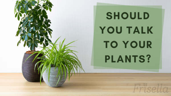 Talking to your houseplants and plant growth