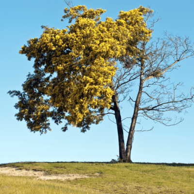 8 Signs that your tree is dying