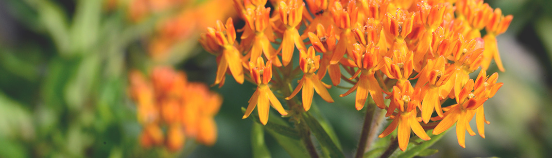 Photo of yellow and orange flowers
