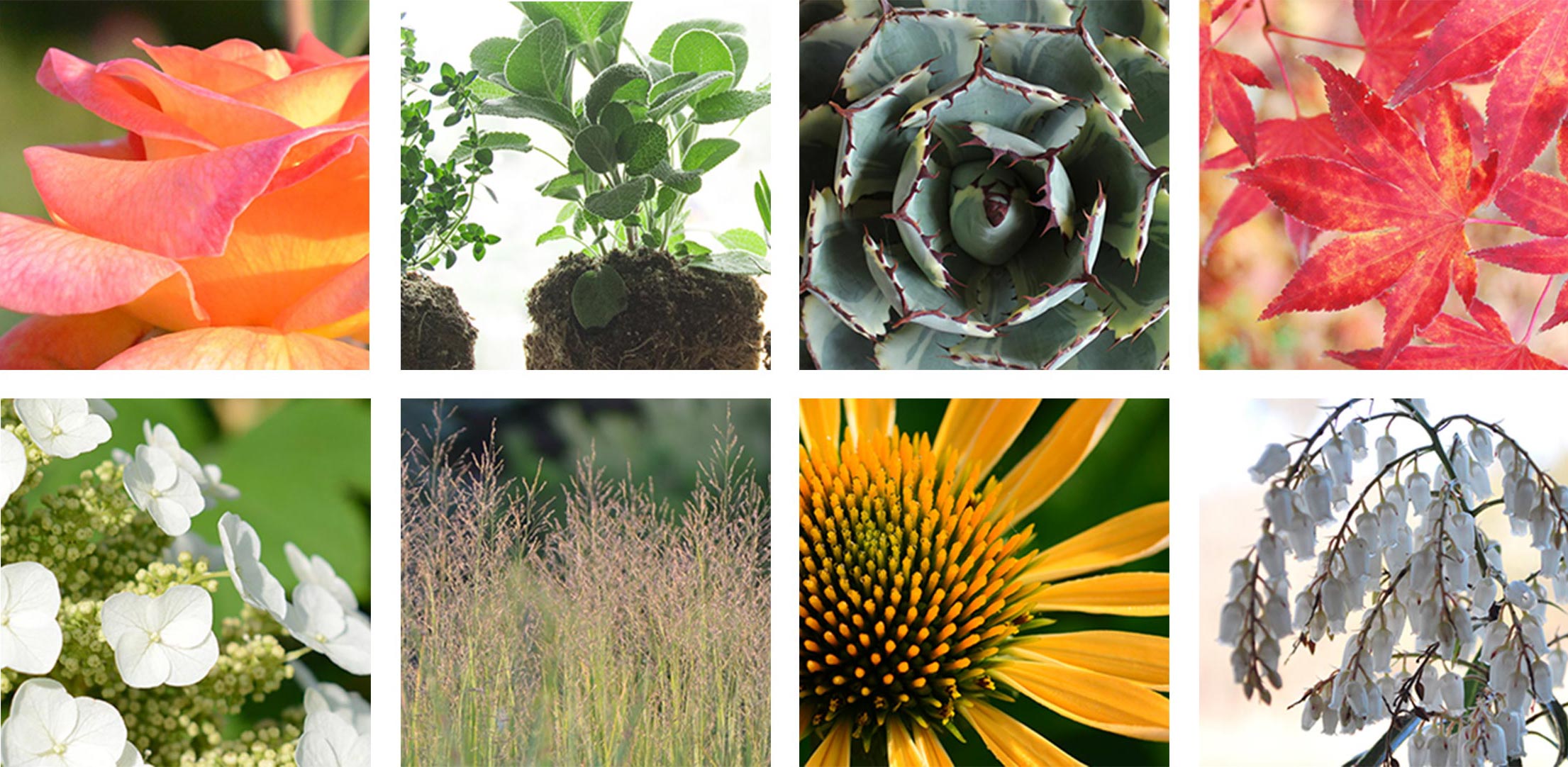 Thumbnail photos of various plants