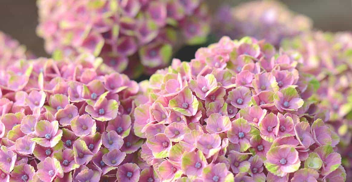 Welcome To Fria Nursery Garden Center Landscape Services For Photo Of Hydrangea