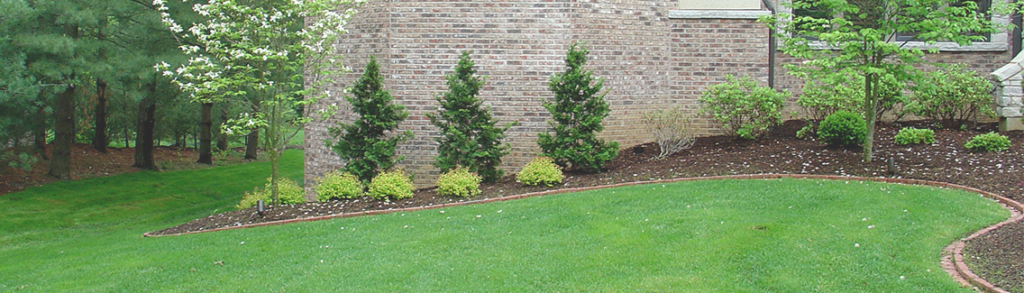 Photo of trees and bushes