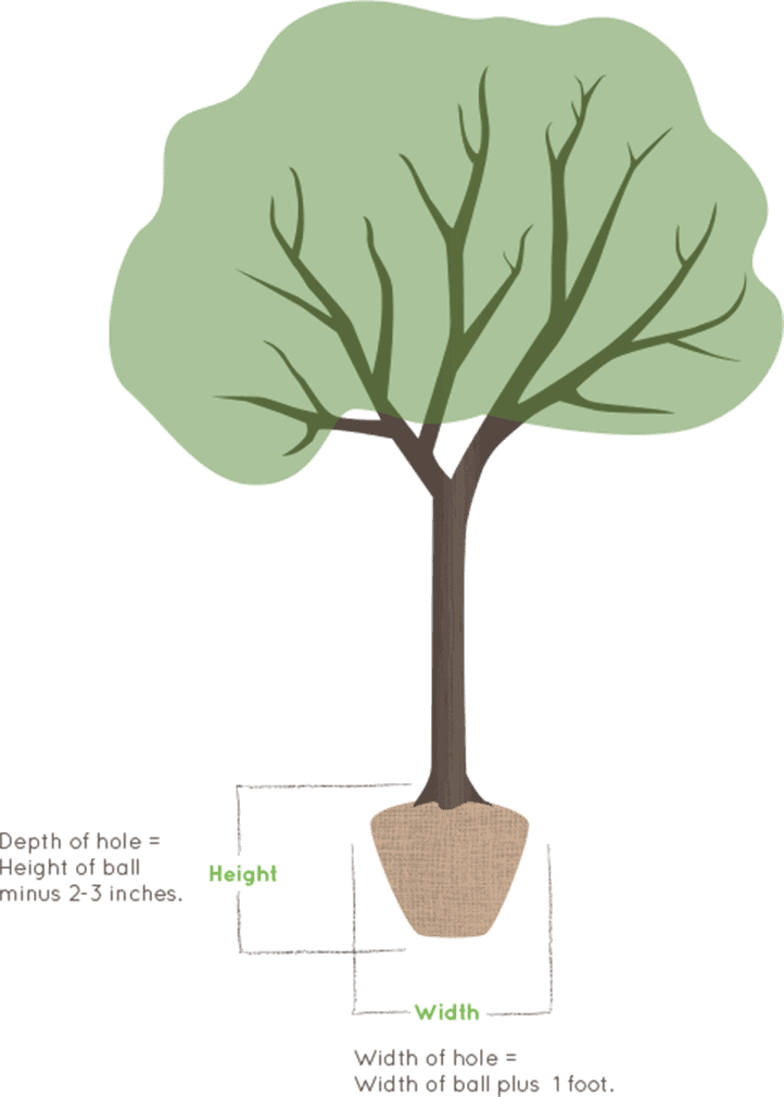 Illustration of a tree planter