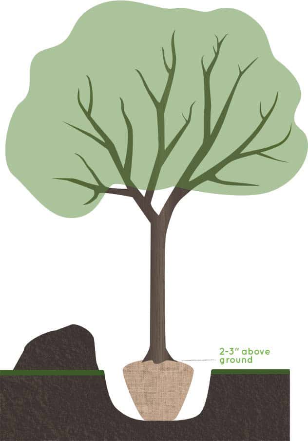 Illustration of a tree being planted