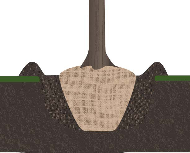 Illustration of a tree fully planted in the dirt
