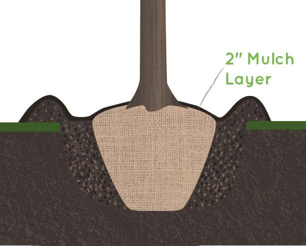 Illustration of a tree planted in soil