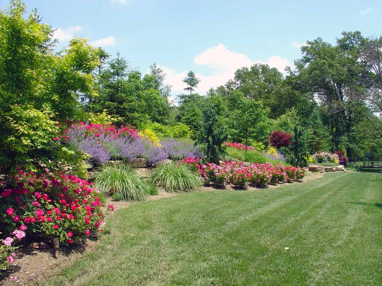 Backyard_Landscape_Berm_Plant_Screen_Ladue_Frisella