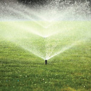 Frisella Nursery