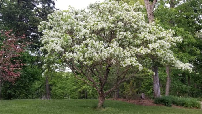 Fringe Tree St. Louis, MO