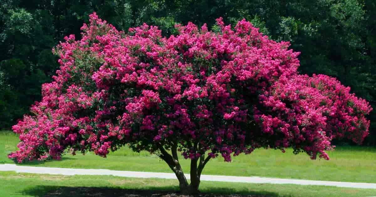 Crape Myrtle Flowering tree Frisella Plant Finder