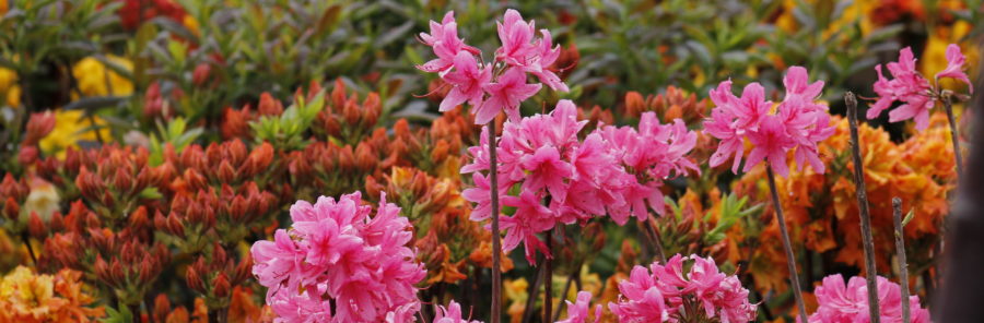 Azalea Rhododendron