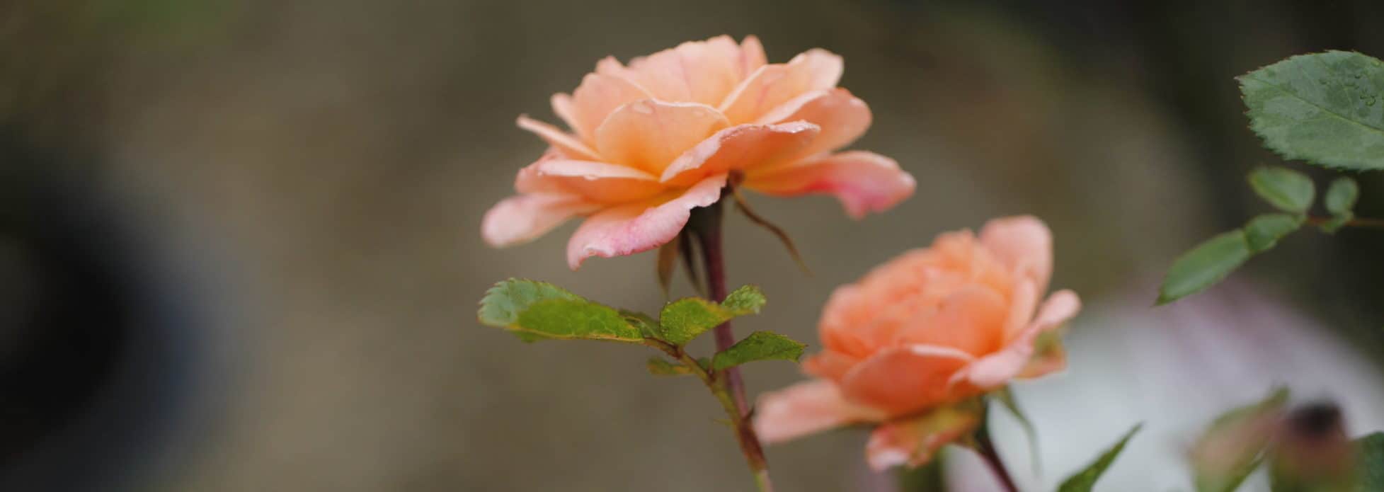 Fun Facts About Roses