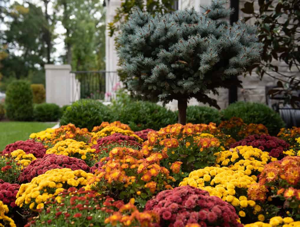 Frontenac Missouri Landscaping by Frisella Nursery
