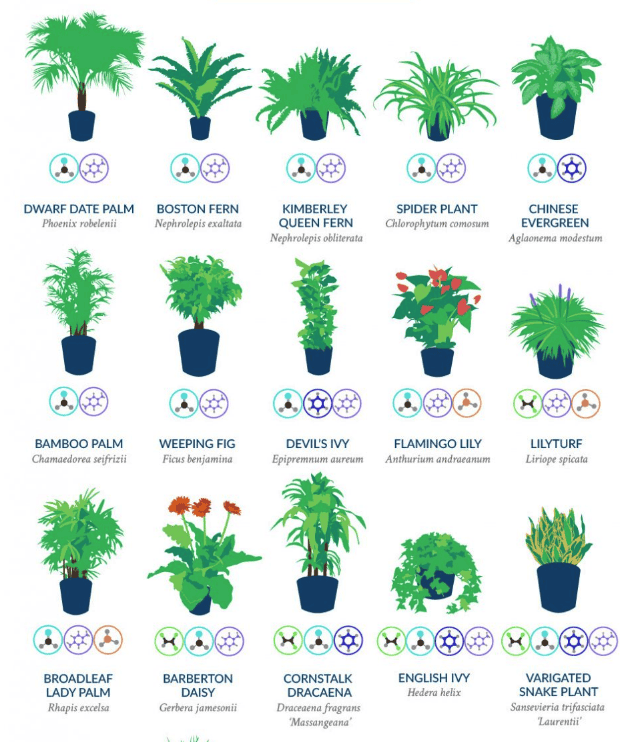 NASA's List of Air-Filtering Houseplants - Frisella Nursery