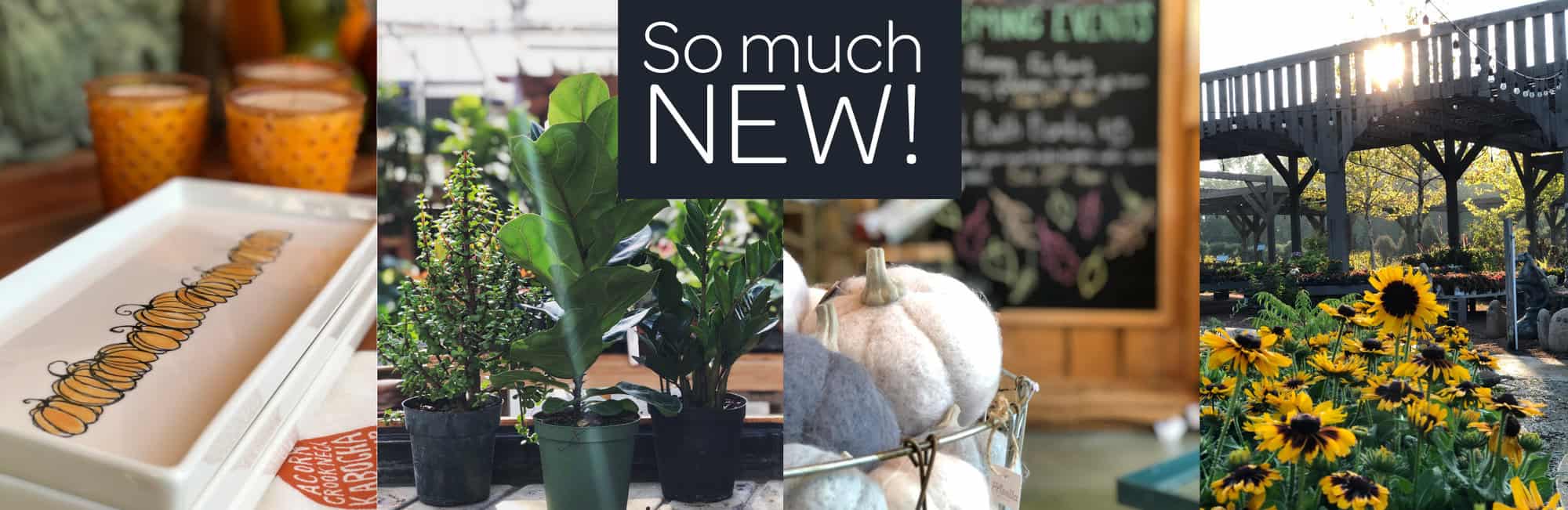 Frisella Nursery new for fall