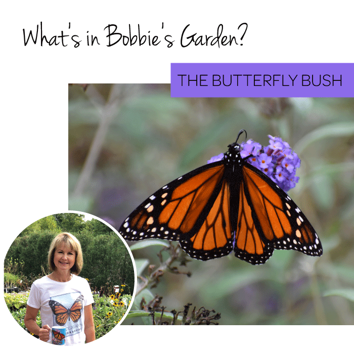 st. louis butterfly bush