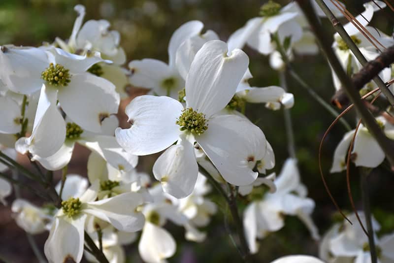 Dogwood 1