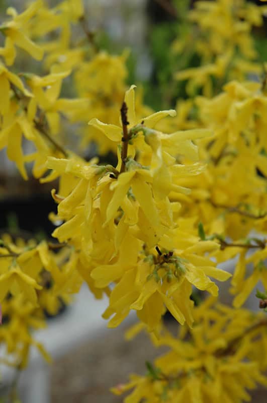 Forsythia