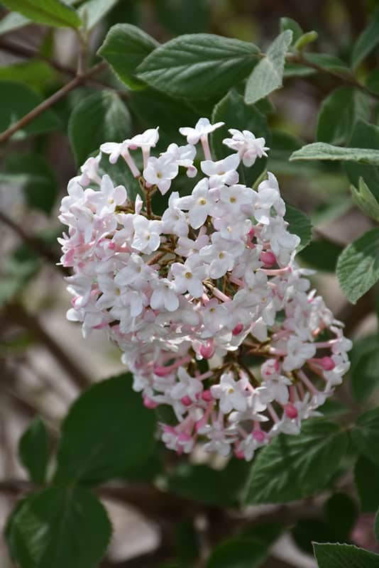 Judd Viburnum