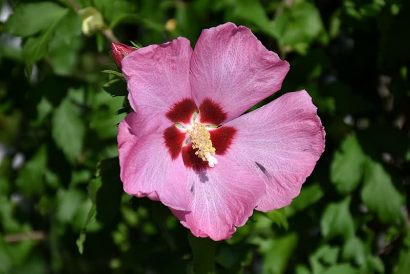 Rose of Sharon