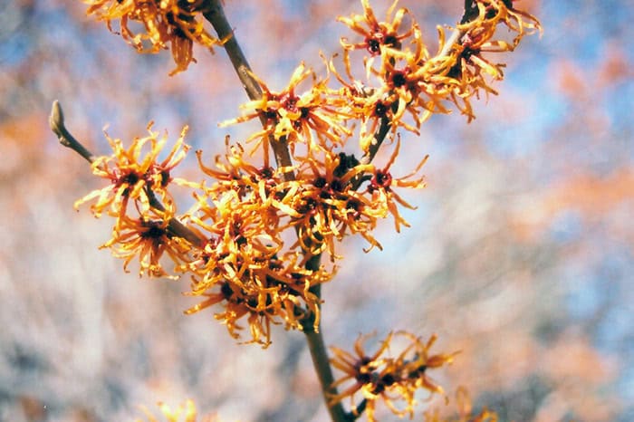 Vernal Witch Hazel