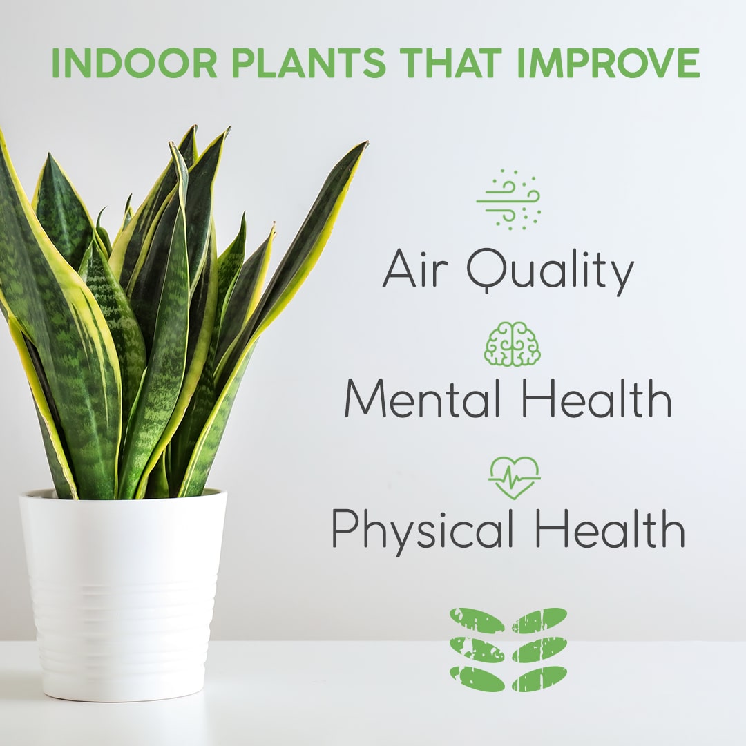 Improve Indoor Living with These Potted Plants