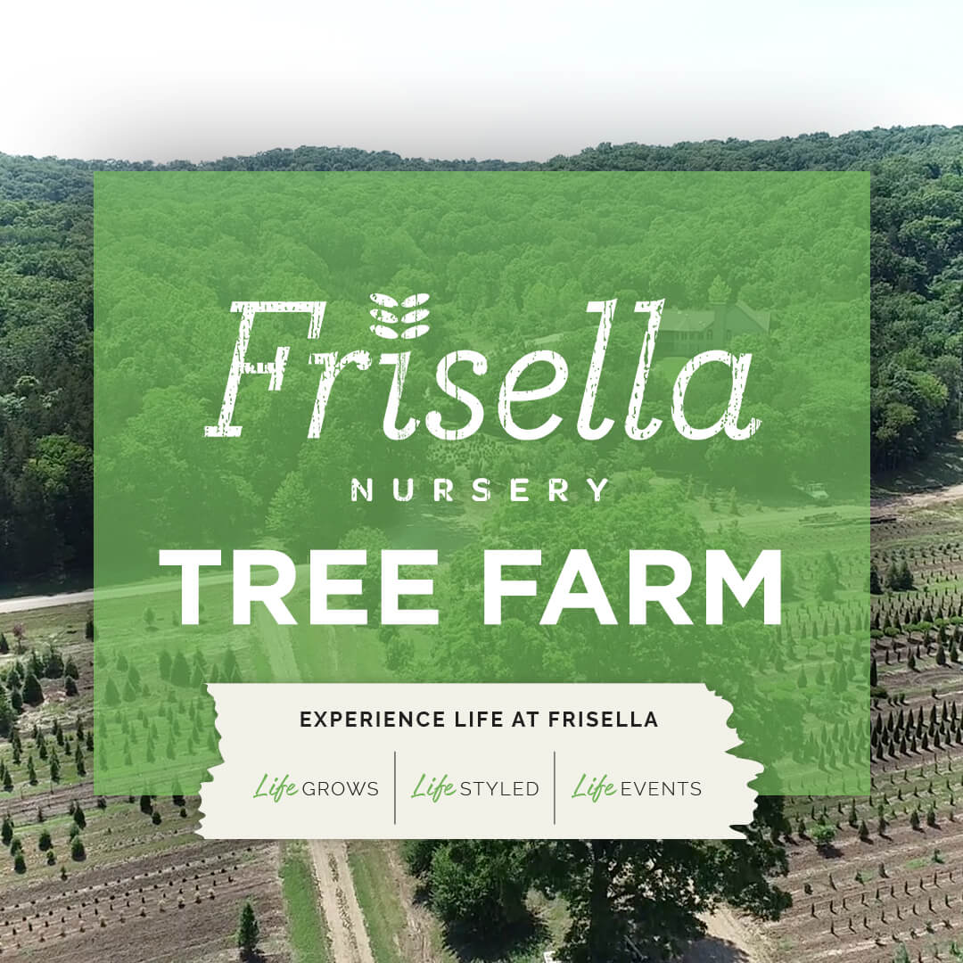 Unearthing Our Story: Exploring the Roots of Frisella Nursery in St. Louis