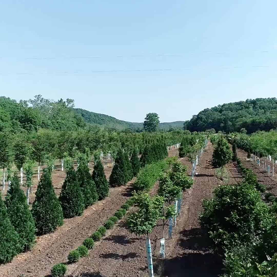 Looking down a path of trees on Frisella Nursery's Tree Farm in Marthasville MO