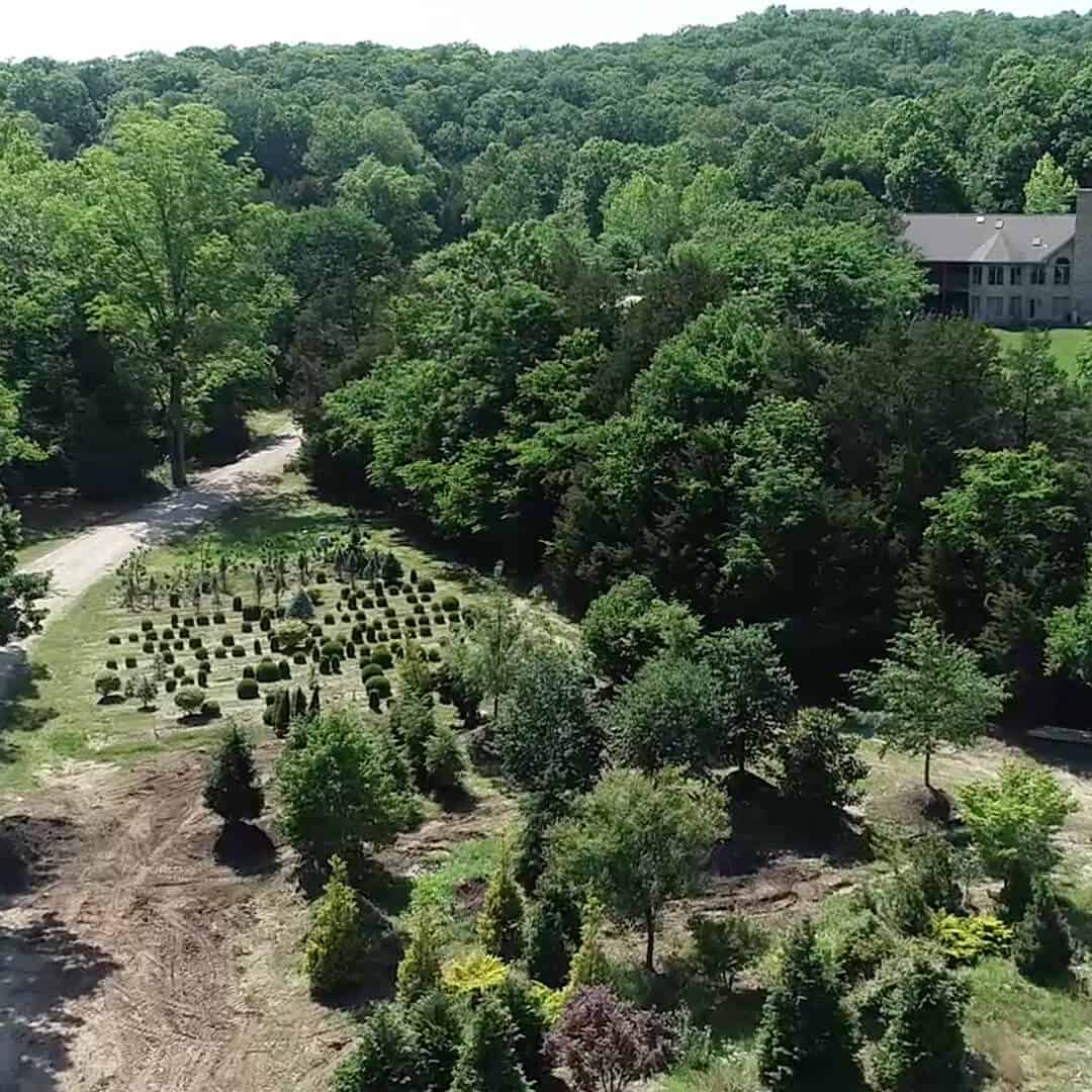 Unearthing Our Story: Exploring the Roots of Frisella Nursery in St. Louis