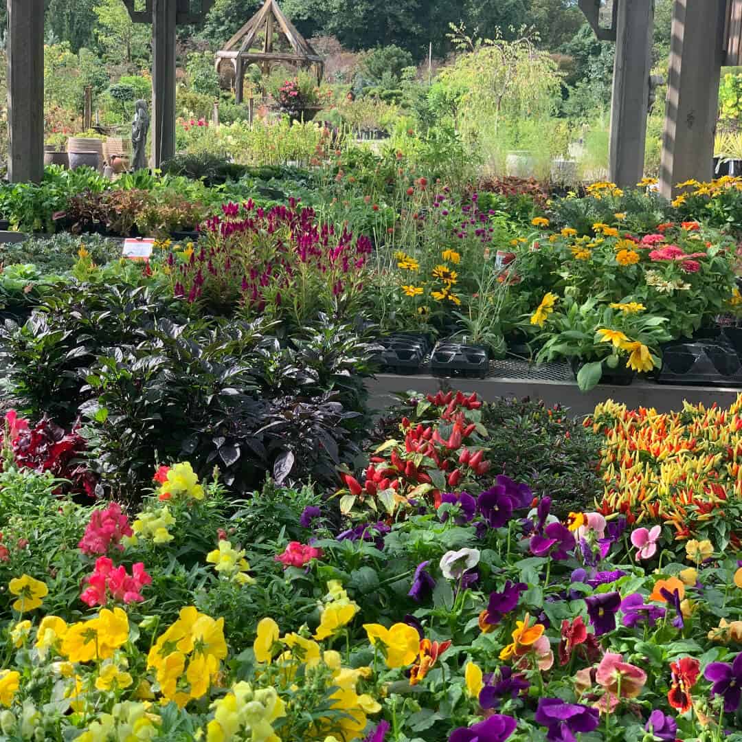 YOUR SEPTEMBER PLANTING GUIDE: 5 TIPS FOR A BETTER GARDEN