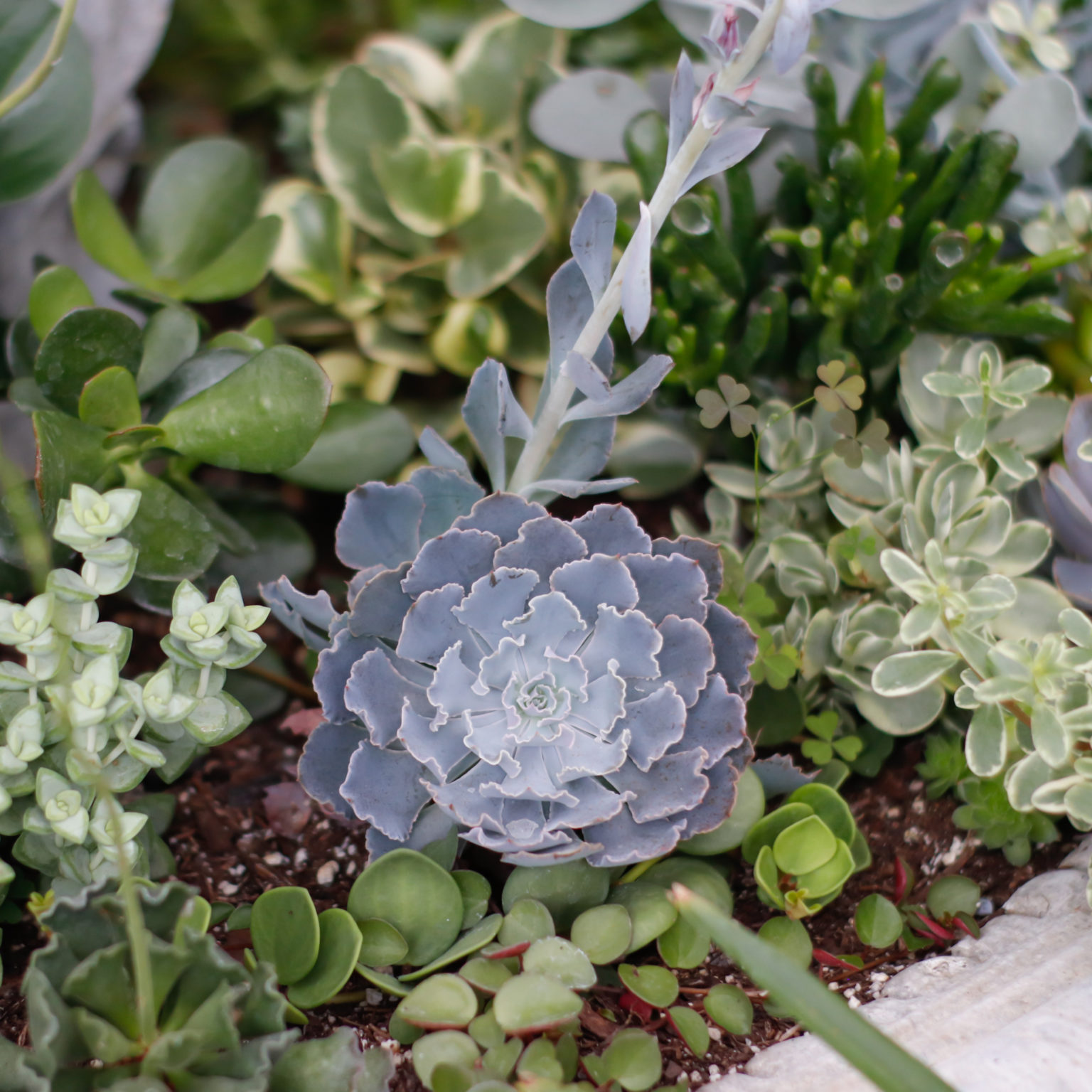 Defrisella Nursery