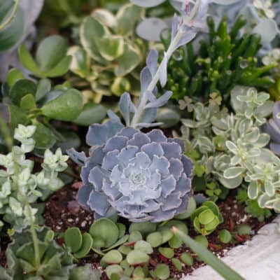 photo of a beautiful succulent houseplant