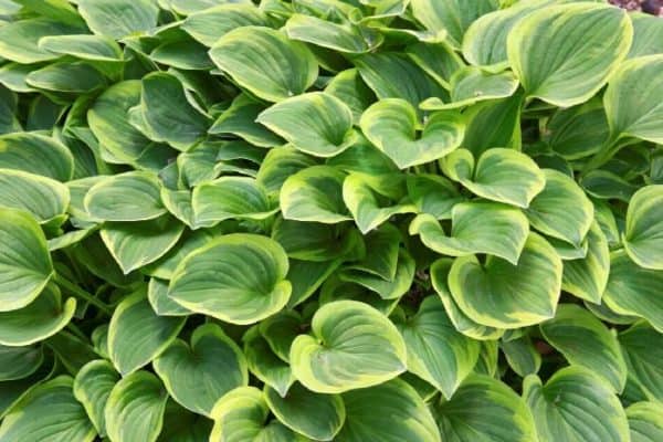 Hosta Perennial plant