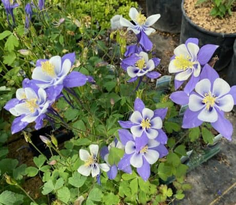 Columbine flower