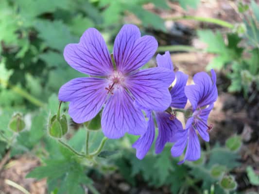 Cransebill perennial flowers