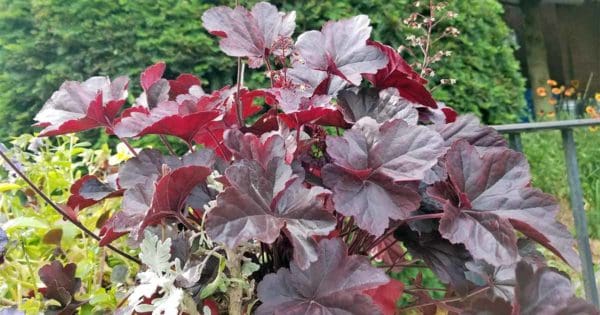 Coral Bells Perennial