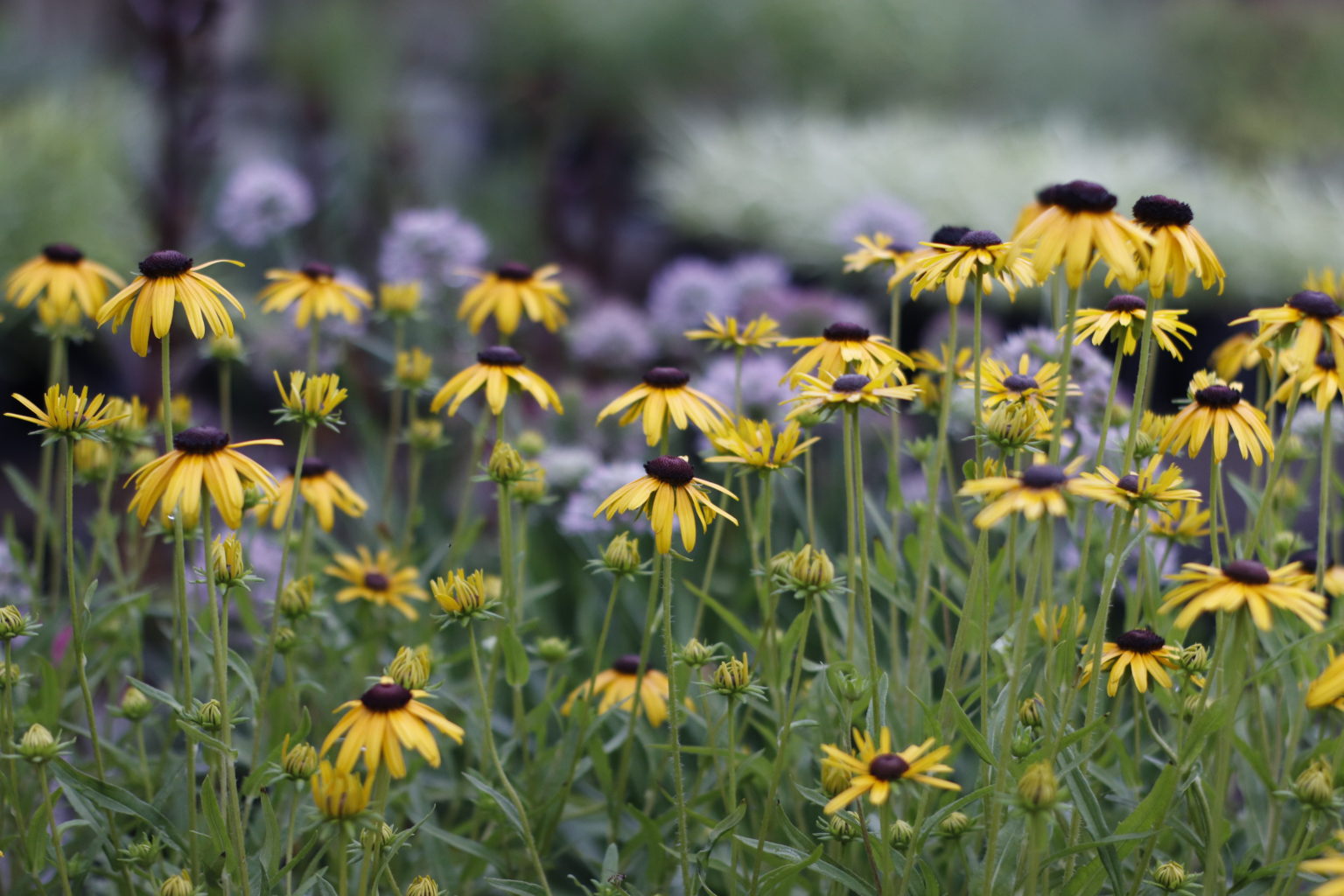 7 Perennials for Missouri Gardens & Landscapes | Frisella Nursery