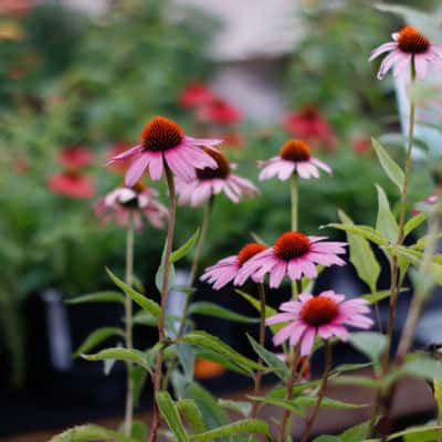 Coneflowers at Frisella Nursery