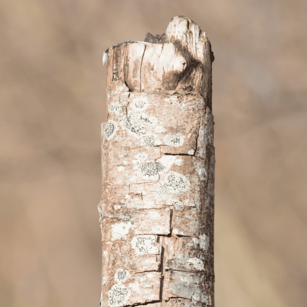 8 Signs That Your Tree Is Dying Frisella Nursery