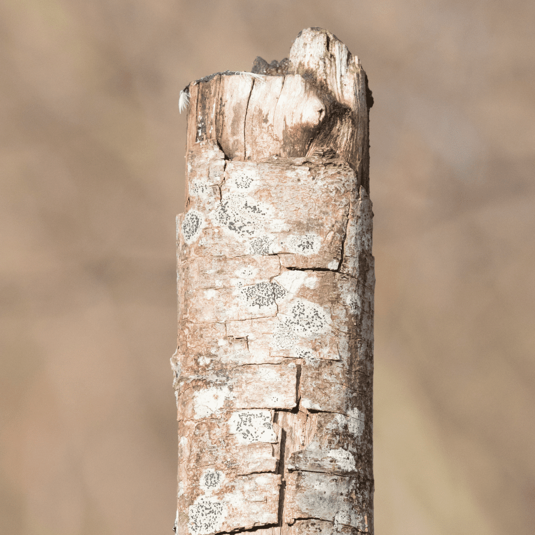 8 Signs That Your Tree Is Dying Frisella Nursery