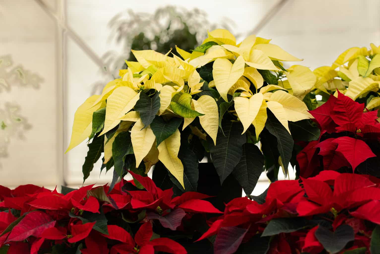 how-to-care-for-poinsettias-frisella-nursery