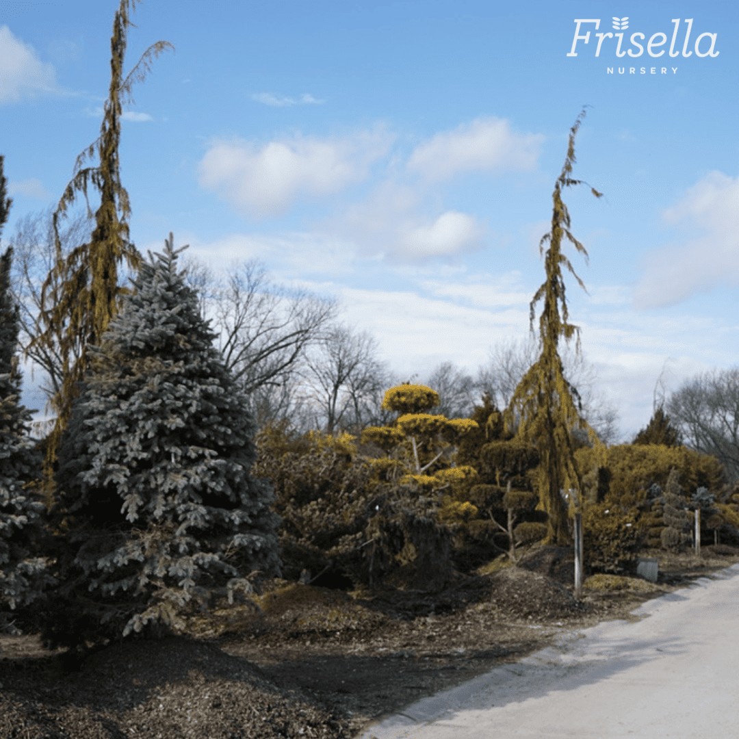 Ultimate Guide to Choosing the Perfect Tree for Your Missouri Landscape | Frisella Nursery