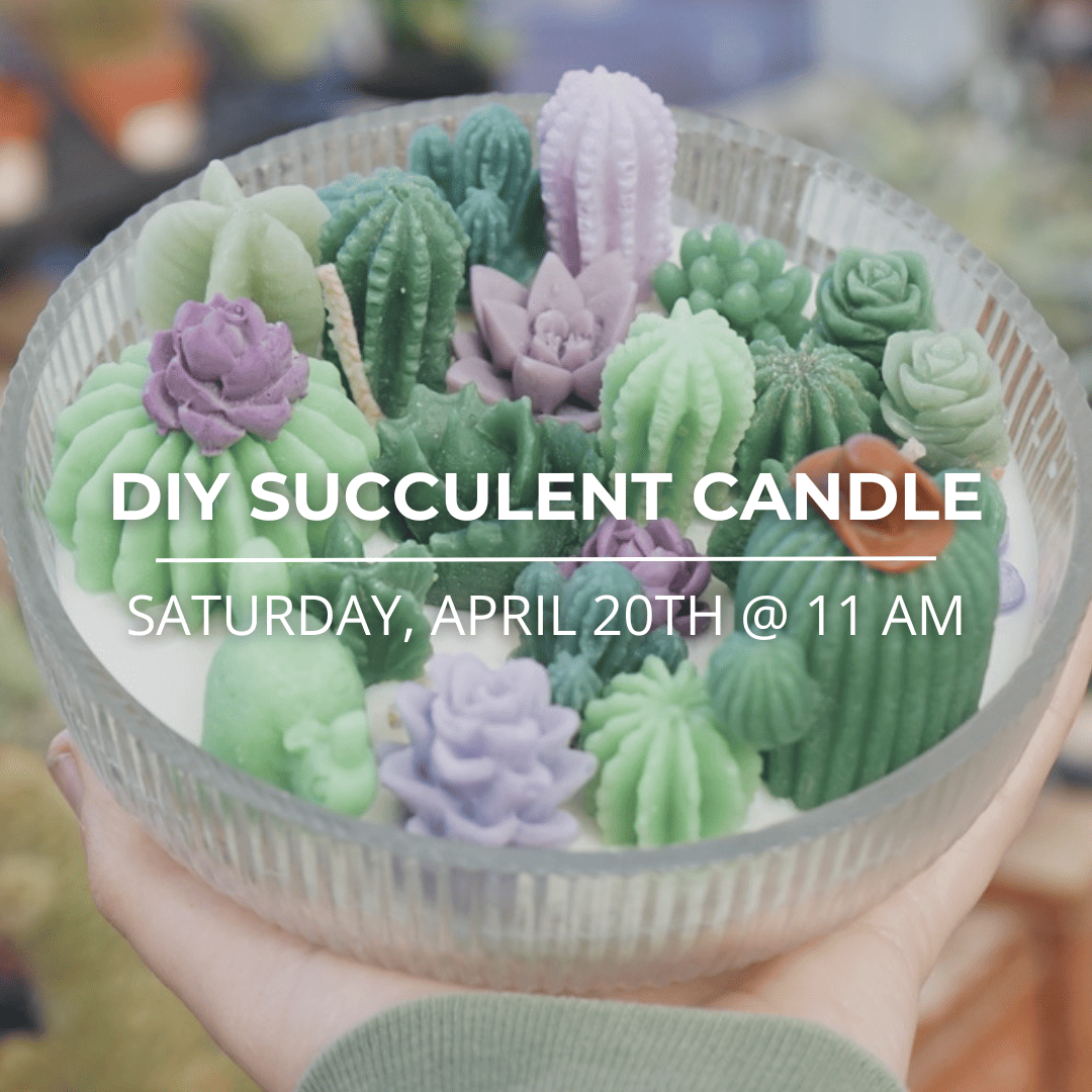 DIY succulent candle