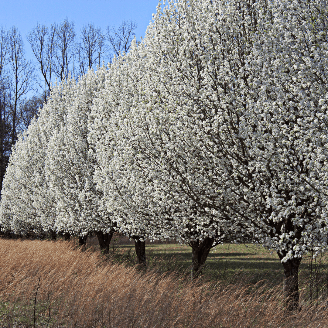 Why It's Time to Bid Farewell to Invasive Bradford Pear Trees in Missouri