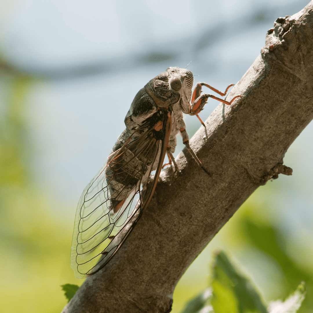 Protecting Your Trees and Yards from Cicadas: A Comprehensive Guide
