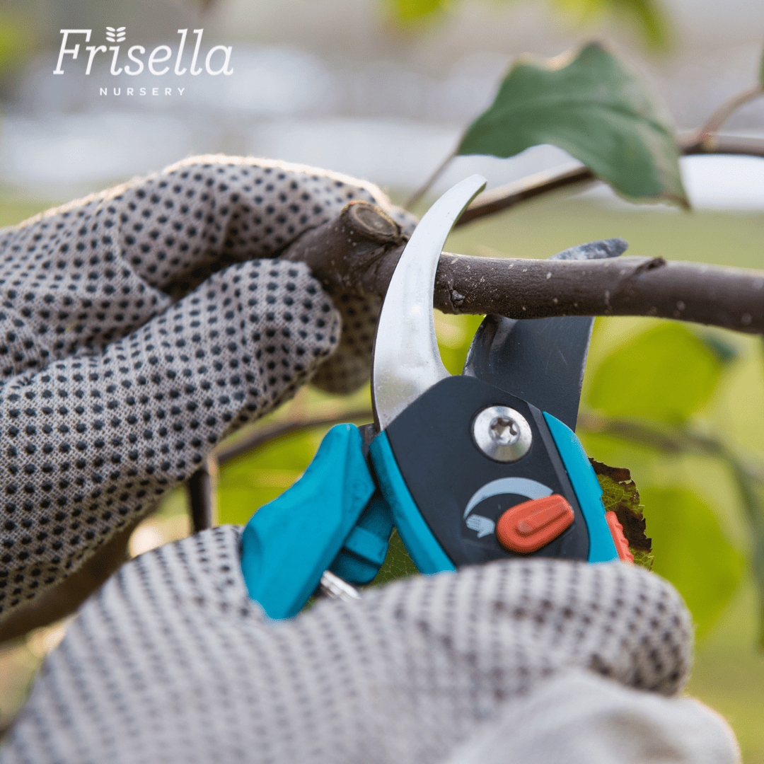 Spring Pruning: A Guide to Revitalize Your Missouri Landscape with Frisella Nursery