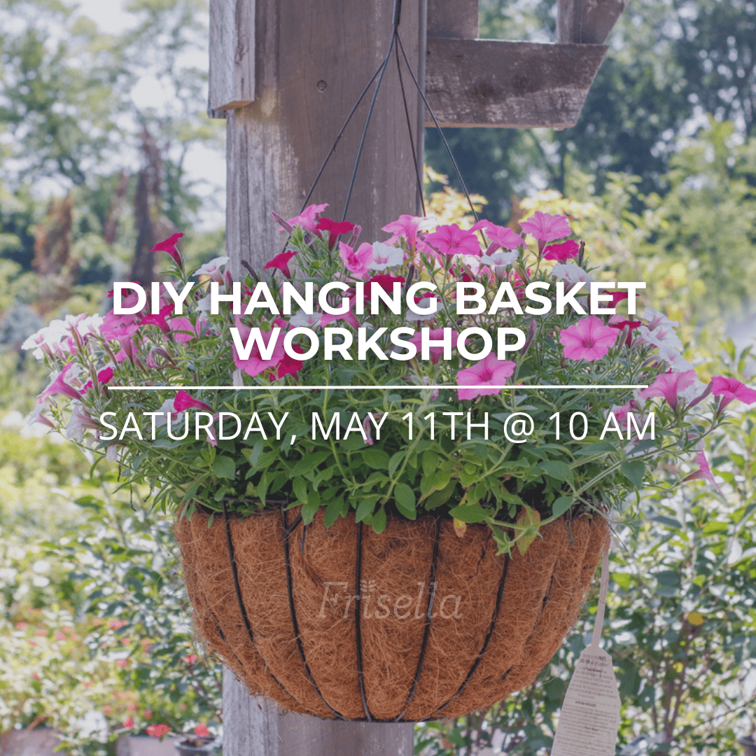 DIY hanging basket may 11th