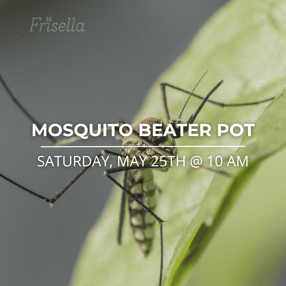 mosquito beater planter